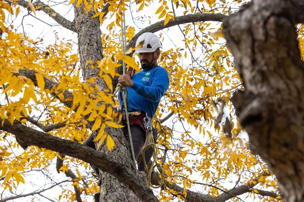 Skilled Storm Damage Cleanup crew working in Elizabeth